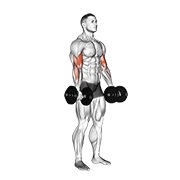 Bicep Curl